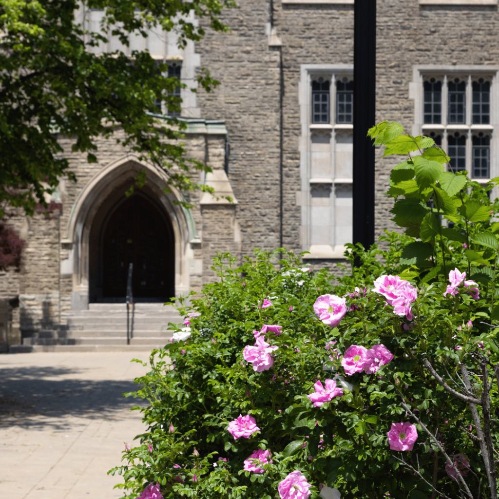 A stone building at the downtown UofT campus, pink flowers bloom out front.